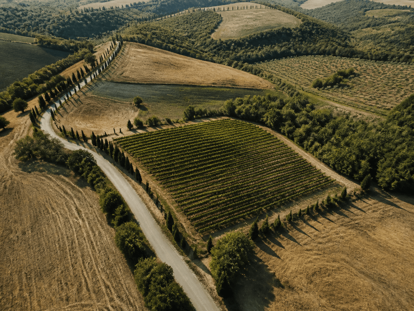 Veduta aerea illustrativa di paesaggio collinare italiano e vigneto.