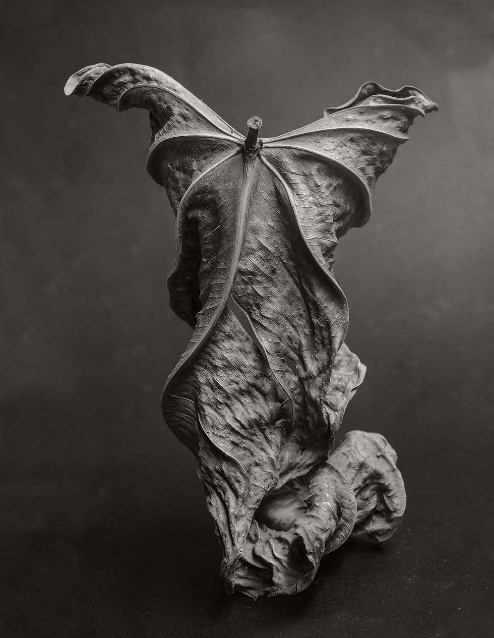 Fotografia di Juan Borja: una foglia secca ripresa in bianco e nero, dalla mostra Spiriti della foresta.